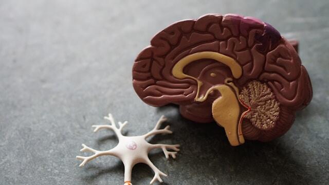 10 Curiosidades Sorprendentes Sobre el Cerebro Humano que No Conocías